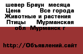 шевер Браун 2месяца › Цена ­ 200 - Все города Животные и растения » Птицы   . Мурманская обл.,Мурманск г.
